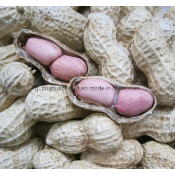 2020 New Crop Factory High Quality Peanut in Shell